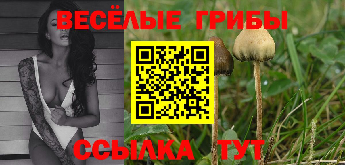 Киров  Псилоцибиновые грибы GOLDEN TEACHER  Псилоцибиновые грибы Psilocybine cubensis  Вход с VPN 